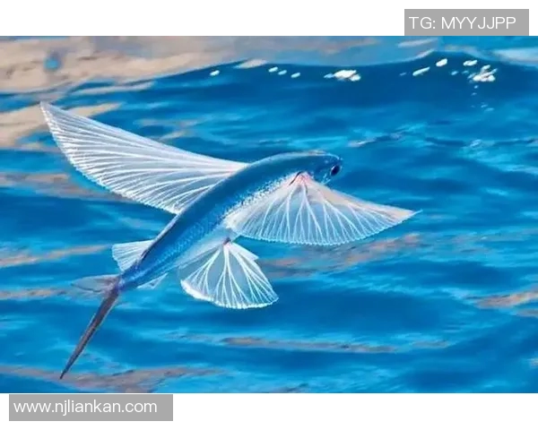 从零起步掌握足球技巧与战术的全面指南与实战经验分享 从零起步掌握足球技巧与战术的全面指南与实战经验分享